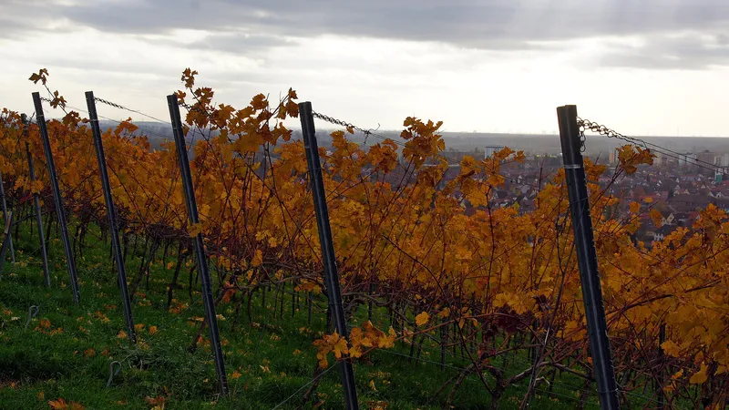 Weinberge in leuchtenden Herbstfarben oberhalb der Ortschaft