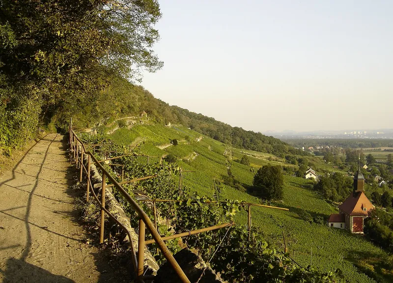 Weinwanderweg führt durch sonnige Weinberge am Hang